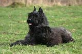 BOUVIER DES FLANDRES 439
